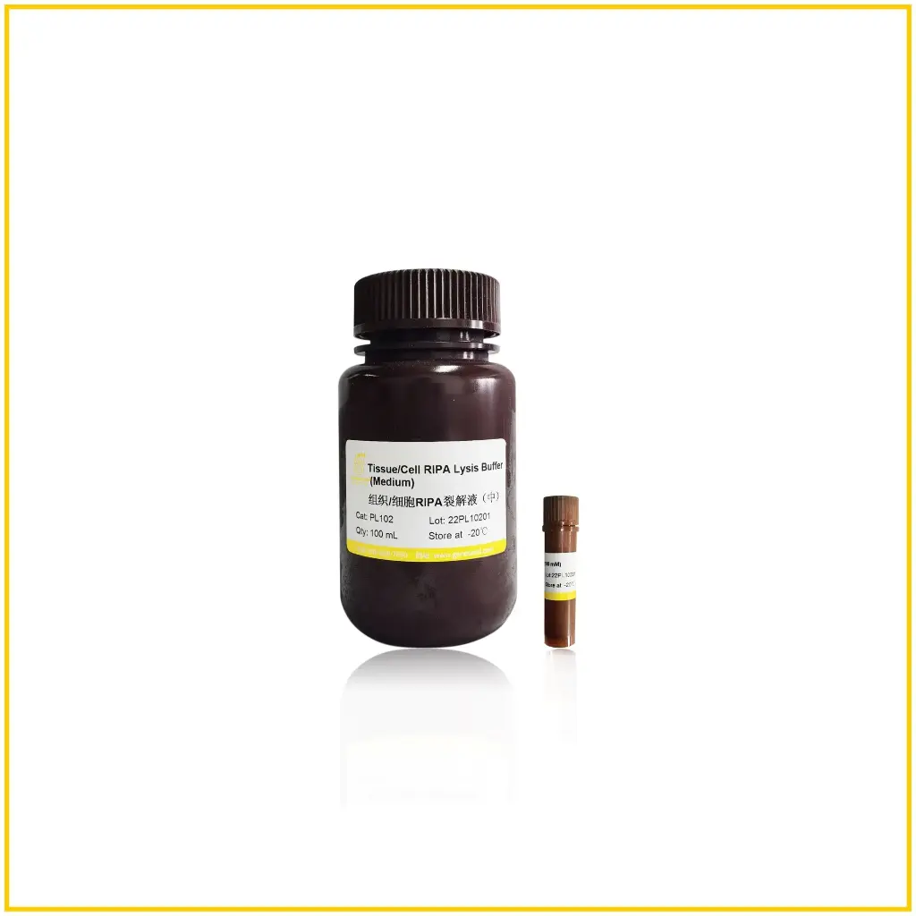 
Tissue/cell RIPA lysate (middle)