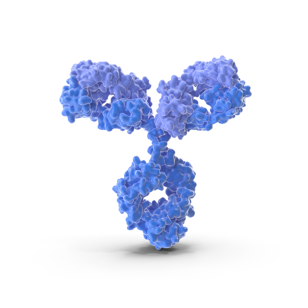 ABCB5 antibody - 100µg