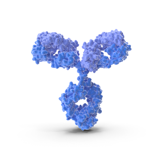 [BF0007] CAMK4 antibody - 100µg