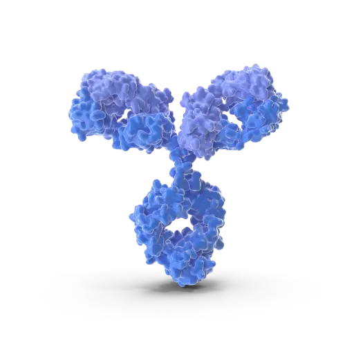 [ABD6025] CHOP  Antibody